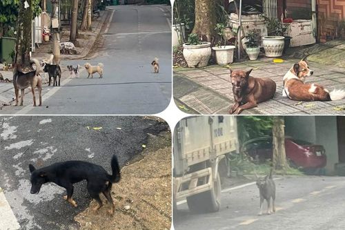 Chó thả rông tiềm ẩn nguy hiểm tại Hòa An - Người dân mong có giải pháp quyết liệt