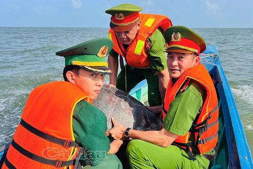 Thả cá thể vích quý hiếm nặng 70 kg về biển