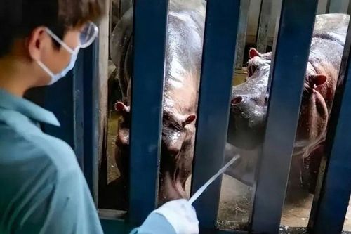 Làm công việc chăm sóc hà mã, mất ít nhất 2 tiếng xử lý chất thải mỗi ngày, chàng thạc sĩ 28 tuổi vẫn cho rằng mình không hề lãng phí chuyên môn nhờ điều này