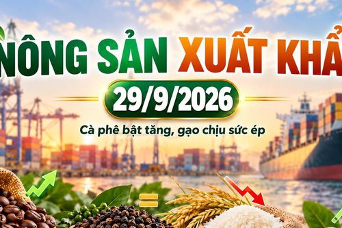 Nông sản xuất khẩu 29/9: Cà phê bật tăng, gạo chịu sức ép