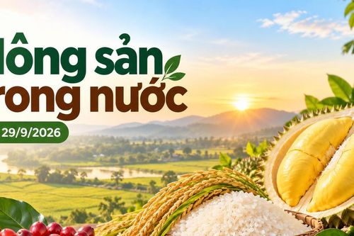 Nông sản trong nước 29/9: Cà phê, hồ tiêu đi ngang; gạo nguyên liệu tăng nhẹ