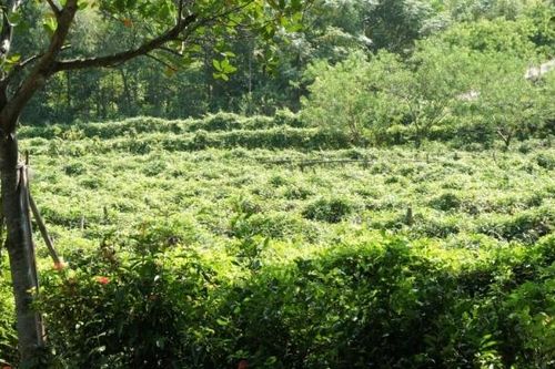 Bắc Ninh quan tâm phát triển hai sản phẩm OCOP đặc hữu: Sâm Núi Dành và nấm lim xanh