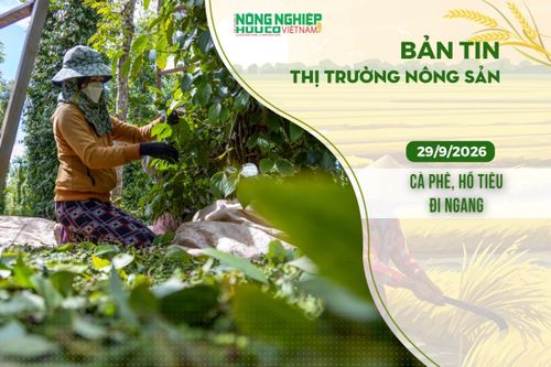 Thị trường nông sản 29/9/2026: Cà phê, hồ tiêu đi ngang