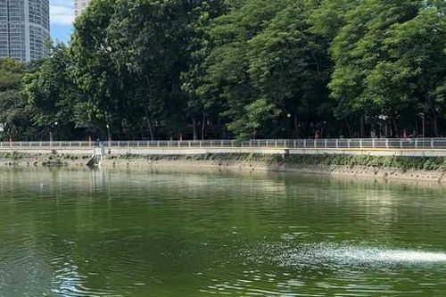 Khẩn trương khắc phục hiện tượng cá chết ở hồ Nghĩa Đô