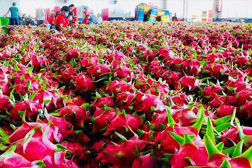 Không chủ quan trước quy định của EU về kiểm soát chất lượng nông sản