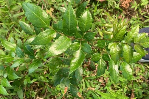 Bộ Y tế đề xuất 3 mức độ tuân thủ thực hành tốt nuôi trồng, thu hái dược liệu
