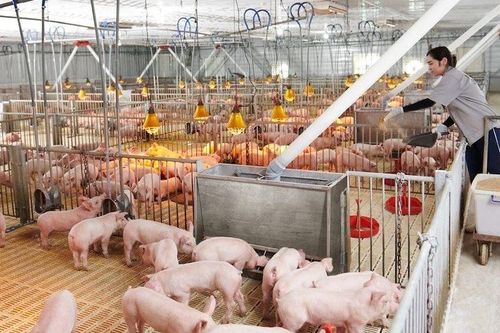 Mối lo từ hàng triệu tấn chất thải chăn nuôi tại TP.HCM
