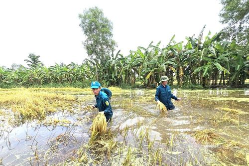 Cà Mau: Mưa lớn làm ngập 21.138ha lúa, các ngành chức năng khẩn trương khắc phục