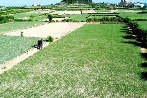 Quảng Ngãi: Đặc khu Lý Sơn hướng đến sản xuất hành tím an toàn, nâng giá trị nông sản