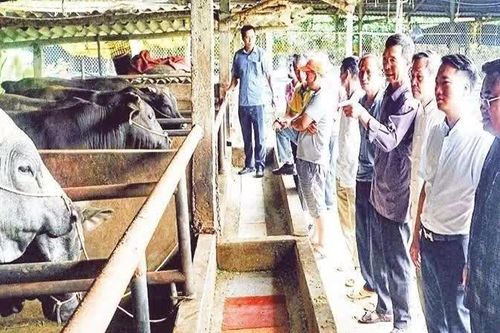Thay đổi tư duy chăn nuôi
