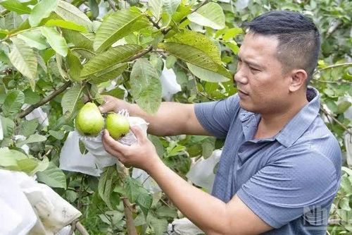 Quả ngọt trên vùng đất đồi Quỳ Hợp