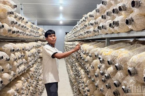 Lâm Đồng: Xã La Dạ mở lớp trồng nấm cho nông dân