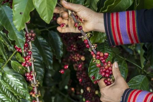 Bản tin nông sản hôm nay (30-9): Giá cà phê bật tăng, hồ tiêu ổn định