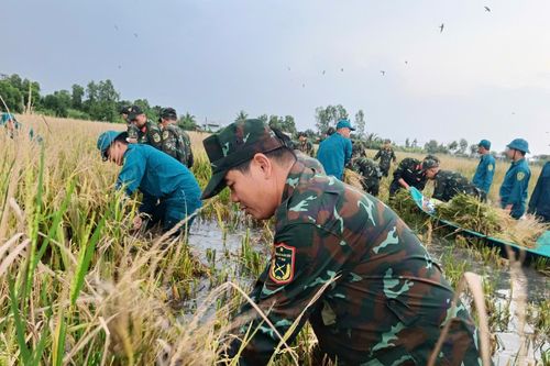 Trung đoàn Bộ binh 896 (Cà Mau): Dầm mình cứu lúa giữa đồng ngập nước