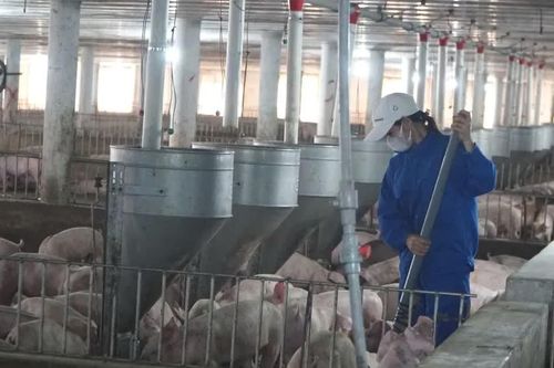 TPHCM thúc đẩy chăn nuôi tuần hoàn, hướng tới nông nghiệp xanh