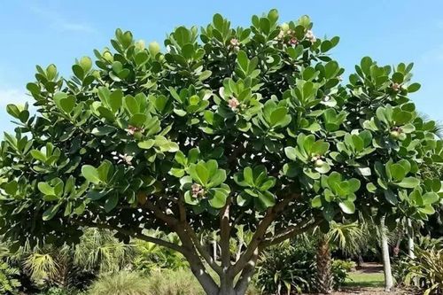 Những cây nhiệt đới 'thở' vào ban đêm để chống hạn