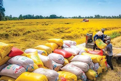 Việt Nam đơn giản hóa thủ tục xuất khẩu gạo từ tháng 10