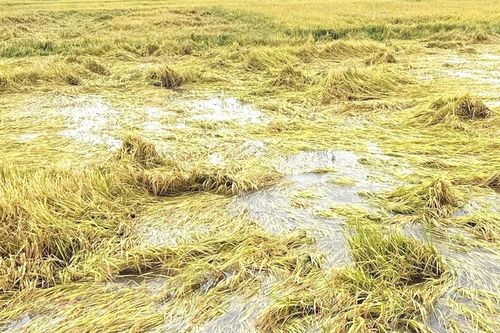 Phía sau chuyện làm 2 sào lúa 3 tháng, một nông dân Đắk Lắk lãi 35.000 đồng