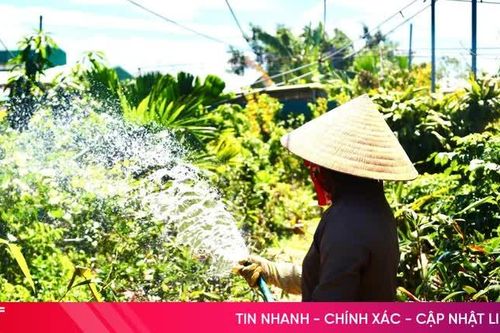 Cẩn trọng với giống cây ăn quả không rõ nguồn gốc
