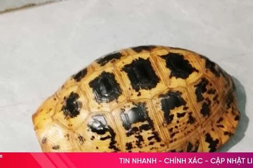 Đi thăm đồng, bắt gặp rùa sa nhân quý hiếm