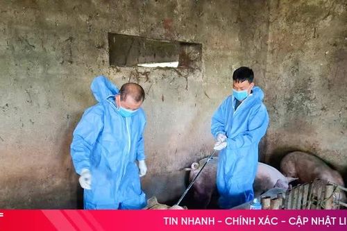 Hà Tĩnh khống chế dịch tả lợn châu Phi trong diện hẹp, ổn định nguồn cung thịt cuối năm