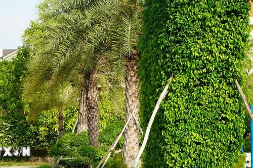 Xóa tư cách Chủ tịch 3 huyện liên quan vụ án Cây xanh Công Minh