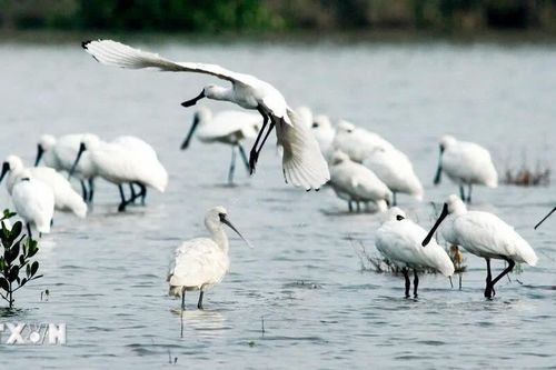 Ninh Bình chính thức công nhận Vườn Quốc gia Xuân Thủy là điểm du lịch
