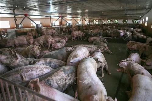 Ninh Bình xử lý trang trại chăn nuôi lợn gây ô nhiễm môi trường