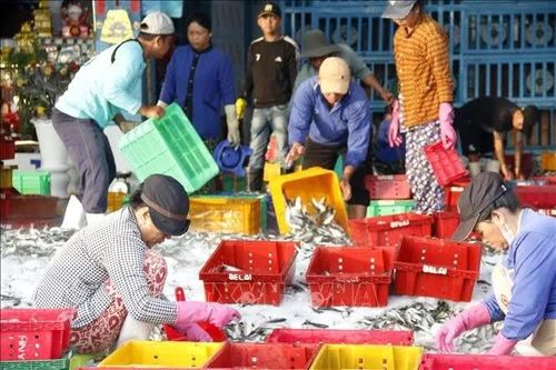 Lâm Đồng duy trì sản lượng, nâng hiệu quả khai thác hải sản