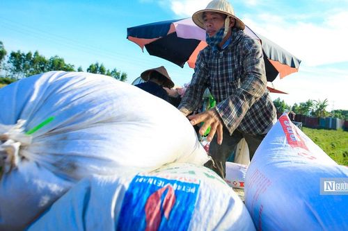 Từ 1/10, nhiều loại gạo được xuất khẩu mà không cần giấy chứng nhận đủ điều kiện kinh doanh