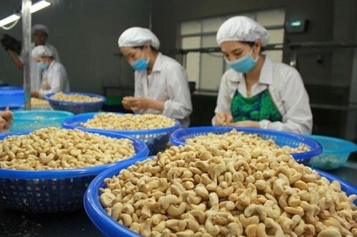 Hạt điều Việt Nam thu về 3,37 tỷ USD trong 8 tháng