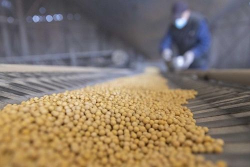 Trung Quốc đẩy mạnh mua đậu tương Mỹ