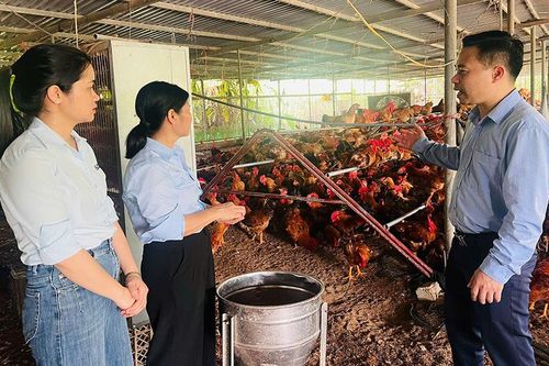 Bắc Ninh: Đánh giá hiệu quả mô hình nuôi gà ri lai thương phẩm VIETGAHP