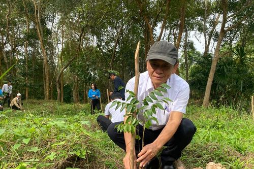 Đẩy mạnh trồng rừng gỗ lớn