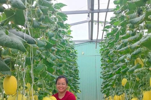 Triển vọng mô hình trồng dưa lưới ứng dụng công nghệ cao