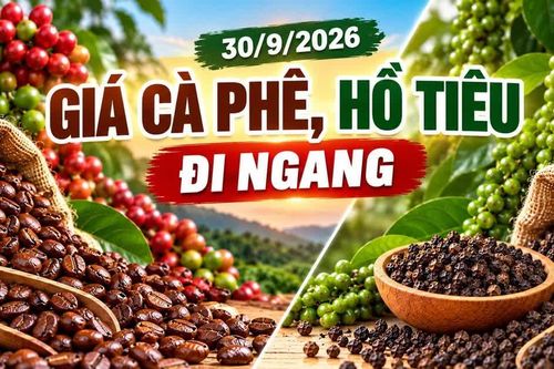 Giá cà phê, hồ tiêu hôm nay 30/9: Cả hai mặt hàng đều ổn định giá