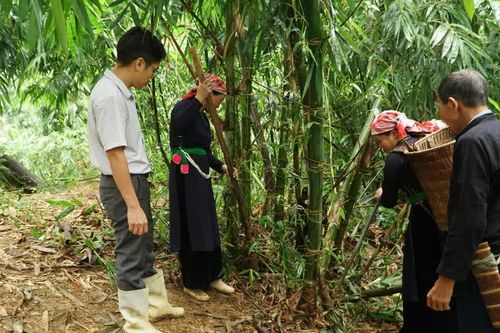 Hội Nông dân Văn Bàn đồng hành với nông hộ phát triển kinh tế