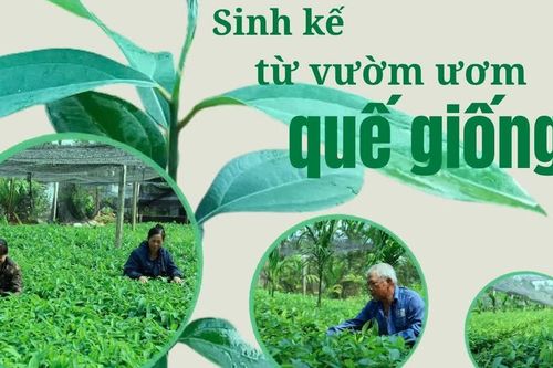 Sinh kế từ vườn ươm quế giống