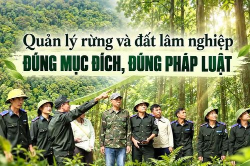 Quản lý rừng và đất lâm nghiệp đúng mục đích, đúng pháp luật