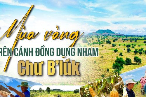 Mùa vàng trên cánh đồng dung nham Chư B'lúk