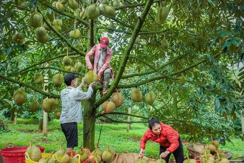 Nông sản Lâm Đồng cần 'lá chắn' phòng vệ thương mại