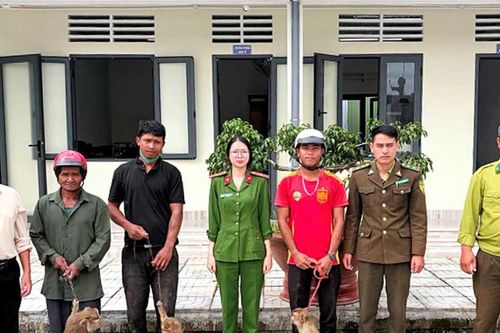 Người dân Lâm Đồng tự nguyện giao nộp 4 cá thể khỉ đuôi lợn về tự nhiên