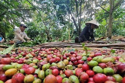 Giá cà phê hôm nay 30/9/2026: Tây Nguyên đồng loạt giảm 200 đồng, thấp nhất 93.000 đồng/kg