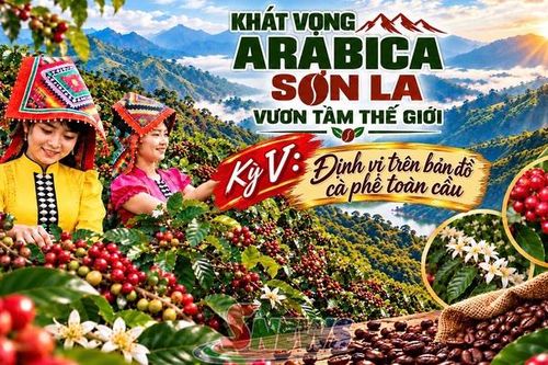 KHÁT VỌNG ARABICA SƠN LA – VƯƠN TẦM THẾ GIỚI • Kỳ V: Tự tin bước vào kỷ nguyên mới với tâm thế của một thương hiệu toàn cầu