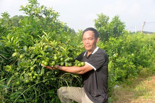 Làm giàu từ cây chanh tứ mùa