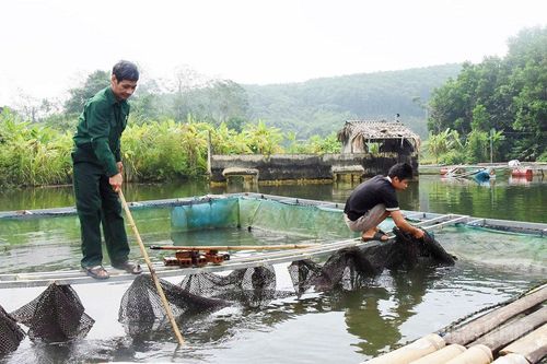 Chuyện ông Giang nuôi cá lồng