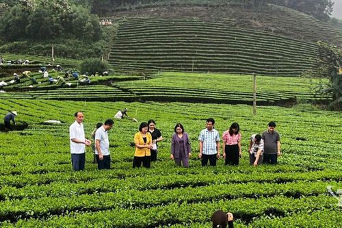 Tạo giá trị bền vững cho cây chè Phú Xuyên