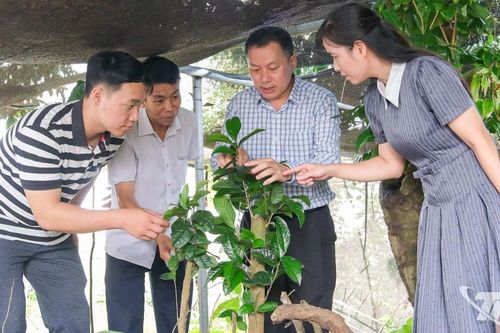 Đánh thức giá trị cây chè cổ giữa đại ngàn