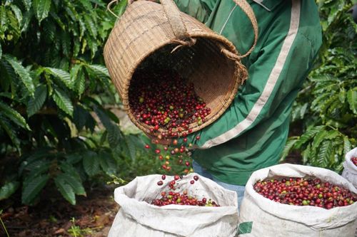 Giá cà phê hôm nay 30/9: Giá Arabica tiếp tục tăng