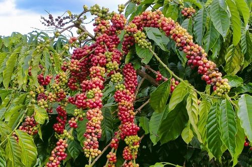 Ngày 30/9: Giá cà phê lấy lại đà tăng, hồ tiêu ở mốc 140.000 đồng/kg